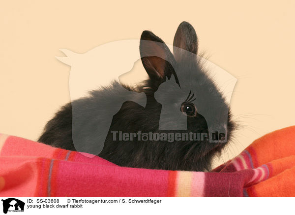 junges schwarzes Lwenkpfchen / young black dwarf rabbit / SS-03608