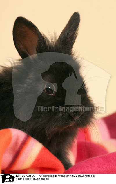 junges schwarzes Lwenkpfchen / young black dwarf rabbit / SS-03609