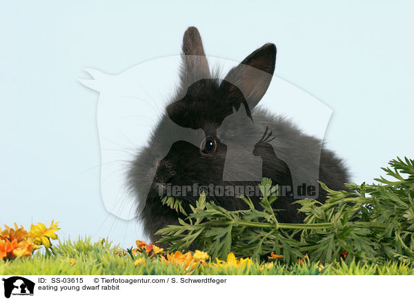 eating young dwarf rabbit / SS-03615