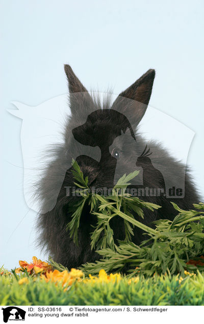 fressendes schwarzes Lwenkpfchen / eating young dwarf rabbit / SS-03616