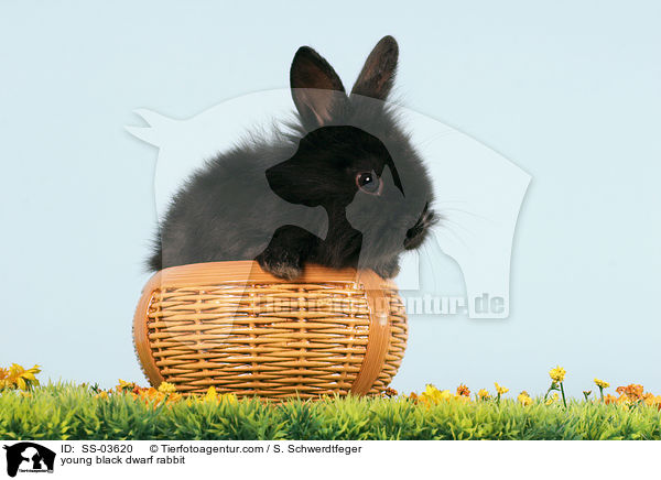 junges schwarzes Lwenkpfchen / young black dwarf rabbit / SS-03620