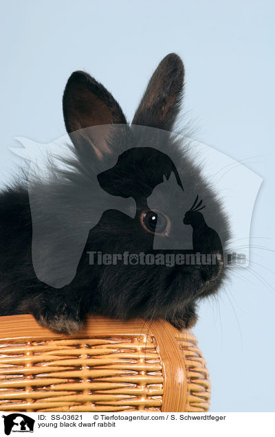 junges schwarzes Lwenkpfchen / young black dwarf rabbit / SS-03621
