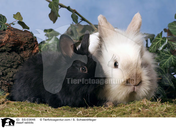Zwergkaninchen / dwarf rabbits / SS-03646