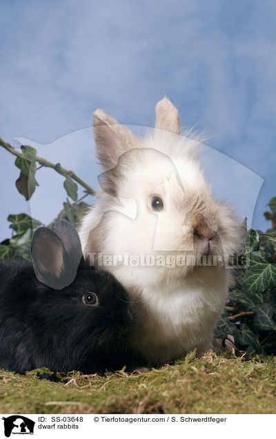 dwarf rabbits / SS-03648