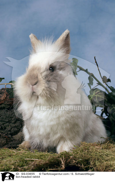 Lwenkpfchen / lion-headed rabbit / SS-03655