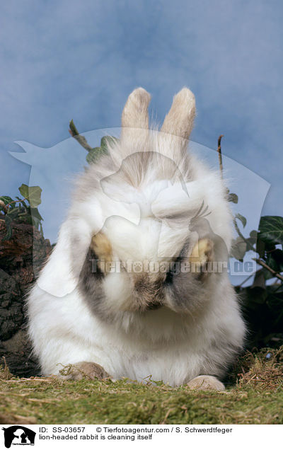 L�wenk�pfchen putzt sich / lion-headed rabbit is cleaning itself / SS-03657