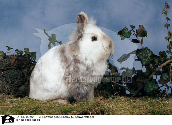 Lwenkpfchen / lion-headed rabbit / SS-03661