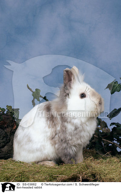 Lwenkpfchen / lion-headed rabbit / SS-03662