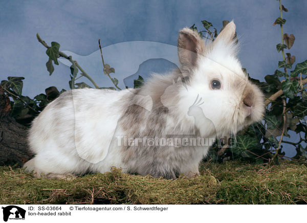 Lwenkpfchen / lion-headed rabbit / SS-03664
