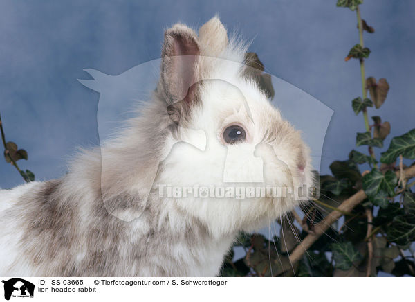 Lwenkpfchen / lion-headed rabbit / SS-03665