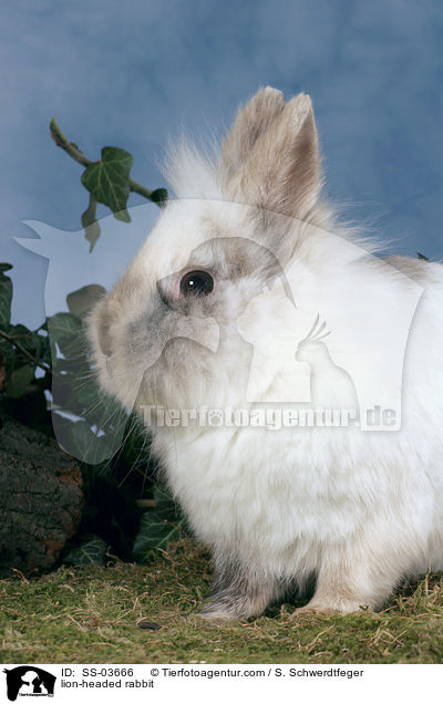 Lwenkpfchen / lion-headed rabbit / SS-03666