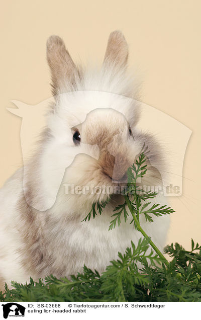 fressendes Lwenkpfchen / eating lion-headed rabbit / SS-03668