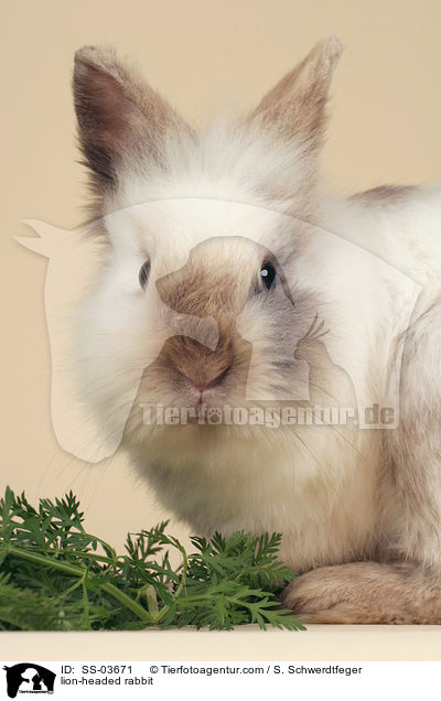 Lwenkpfchen / lion-headed rabbit / SS-03671