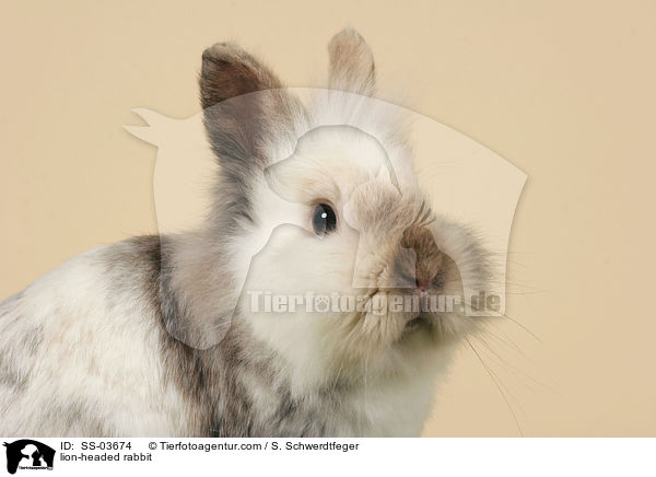 Lwenkpfchen / lion-headed rabbit / SS-03674