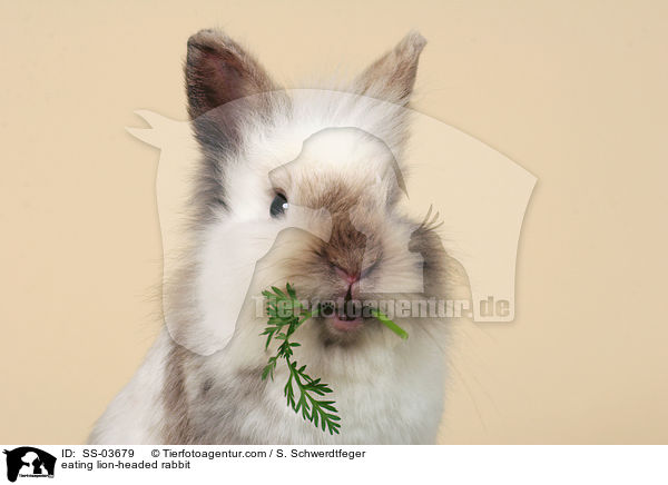 fressendes Lwenkpfchen / eating lion-headed rabbit / SS-03679