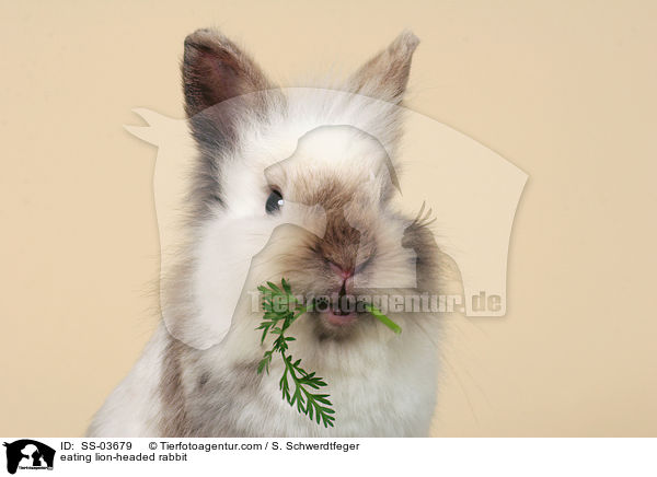 eating lion-headed rabbit / SS-03679