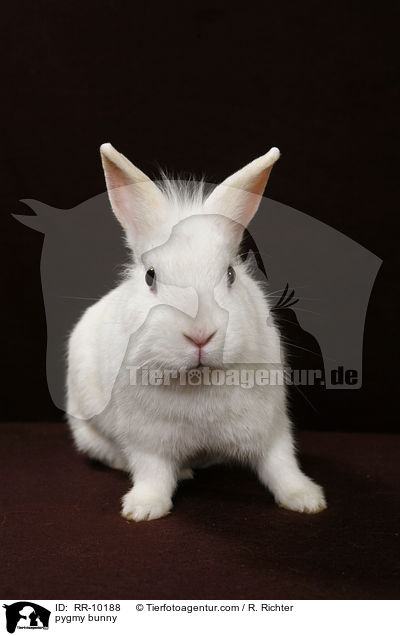 Zwergkaninchen / pygmy bunny / RR-10188
