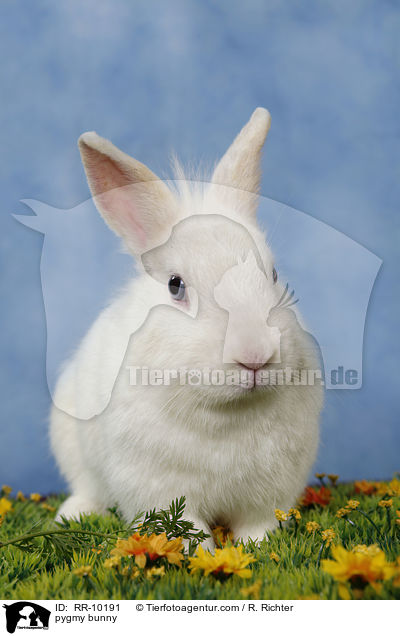 Zwergkaninchen / pygmy bunny / RR-10191