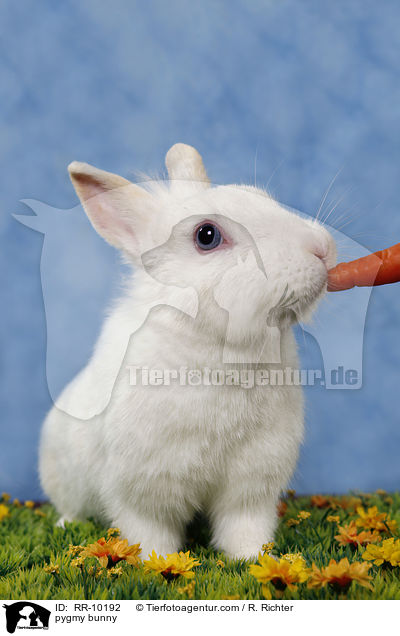 pygmy bunny / RR-10192