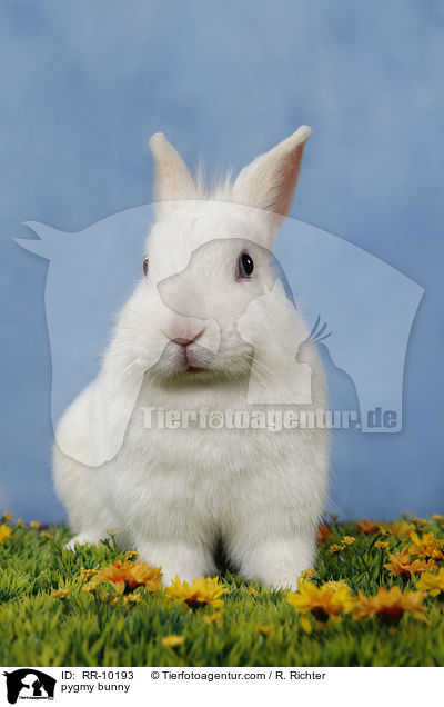 Zwergkaninchen / pygmy bunny / RR-10193