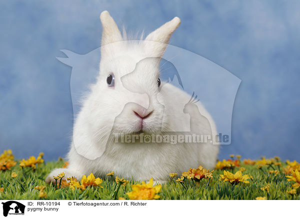 Zwergkaninchen / pygmy bunny / RR-10194