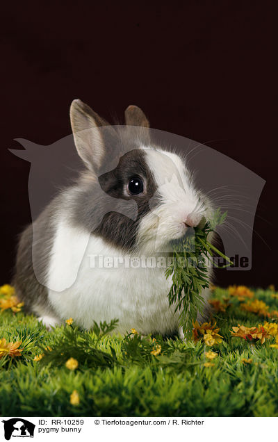 Zwergkaninchen / pygmy bunny / RR-10259
