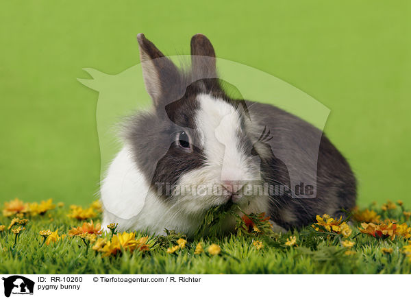 Zwergkaninchen / pygmy bunny / RR-10260