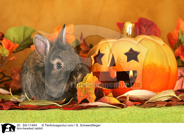 Lwenkpfchen / lion-headed rabbit / SS-11464