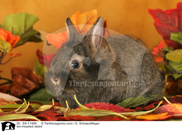 Lwenkpfchen / lion-headed rabbit / SS-11466