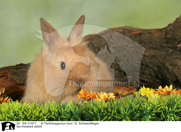 Lwenkpfchen / lion-headed rabbit / SS-11471