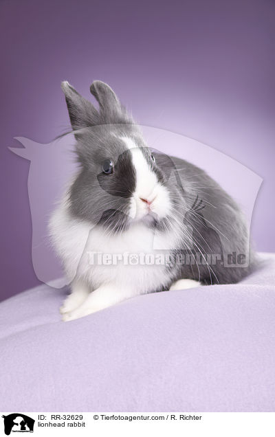 lionhead rabbit / RR-32629