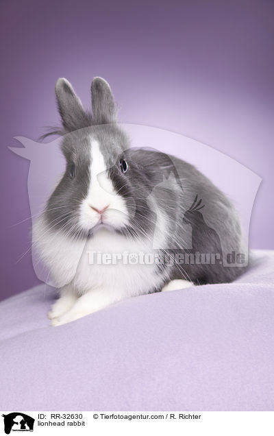 lionhead rabbit / RR-32630