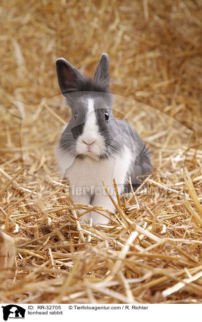 Lwenkpfchen / lionhead rabbit / RR-32705