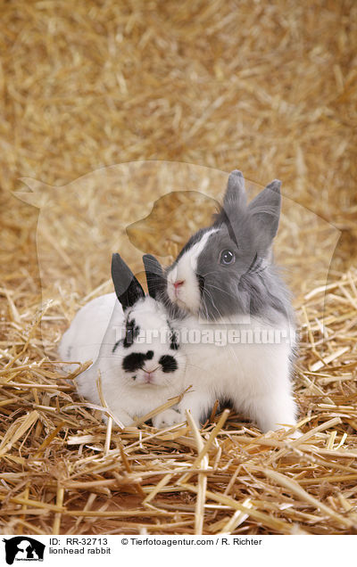Lwenkpfchen / lionhead rabbit / RR-32713