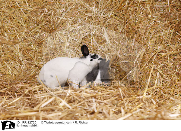 Lwenkpfchen / lionhead rabbit / RR-32720