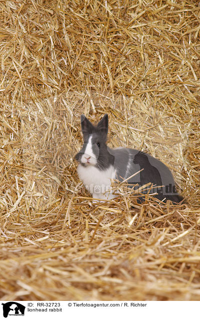 Lwenkpfchen / lionhead rabbit / RR-32723