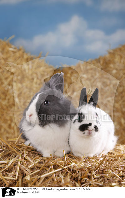 Lwenkpfchen / lionhead rabbit / RR-32727