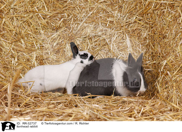 Lwenkpfchen / lionhead rabbit / RR-32737