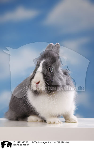 Lwenkpfchen / lionhead rabbit / RR-32780