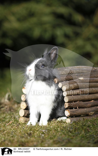 Lwenkpfchen / lionhead rabbit / RR-33407