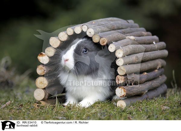 Lwenkpfchen / lionhead rabbit / RR-33410