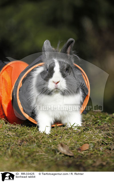 Lwenkpfchen / lionhead rabbit / RR-33425