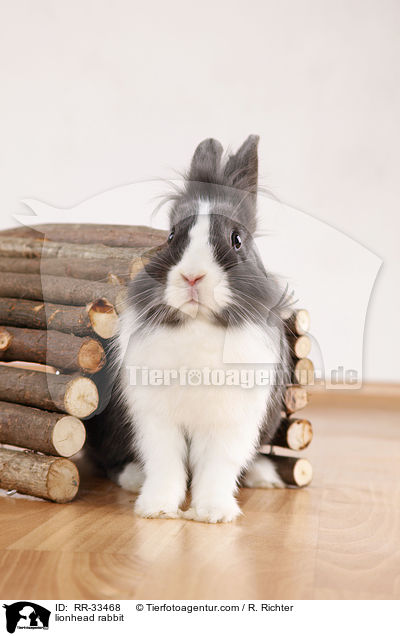Lwenkpfchen / lionhead rabbit / RR-33468