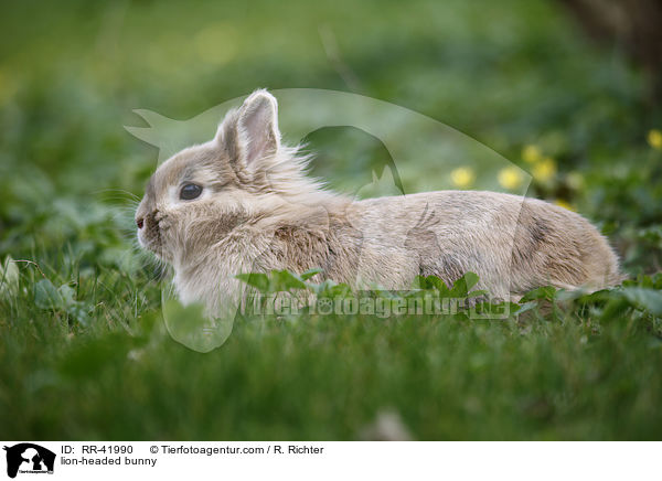 Lwenkpfchen / lion-headed bunny / RR-41990