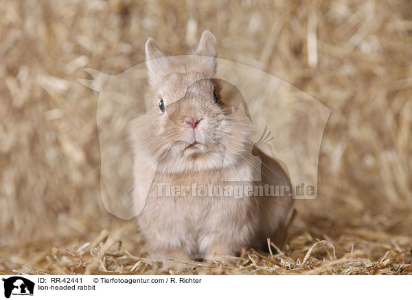 Lwenkpfchen / lion-headed rabbit / RR-42441