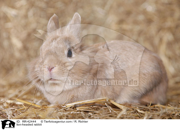 lion-headed rabbit / RR-42444