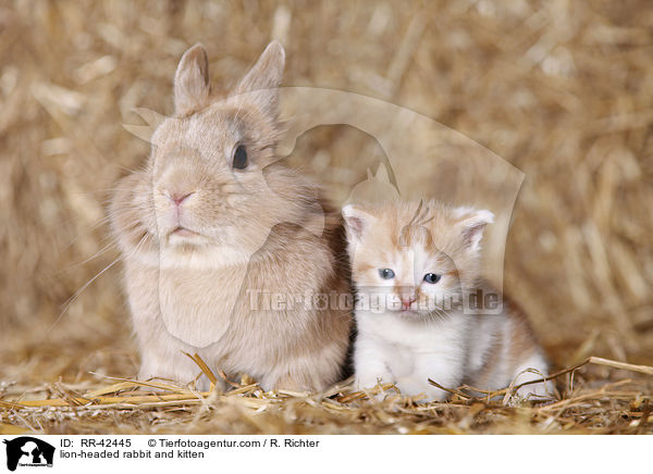 lion-headed rabbit and kitten / RR-42445