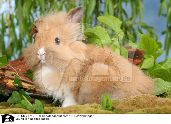young lion-headed rabbit / SS-27742