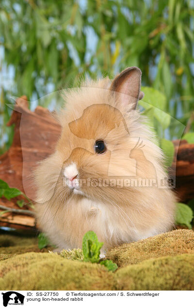 junges L�wenk�pfchen / young lion-headed rabbit / SS-27750