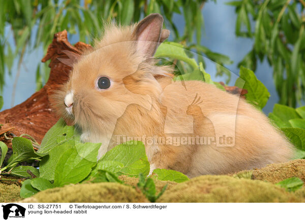 young lion-headed rabbit / SS-27751